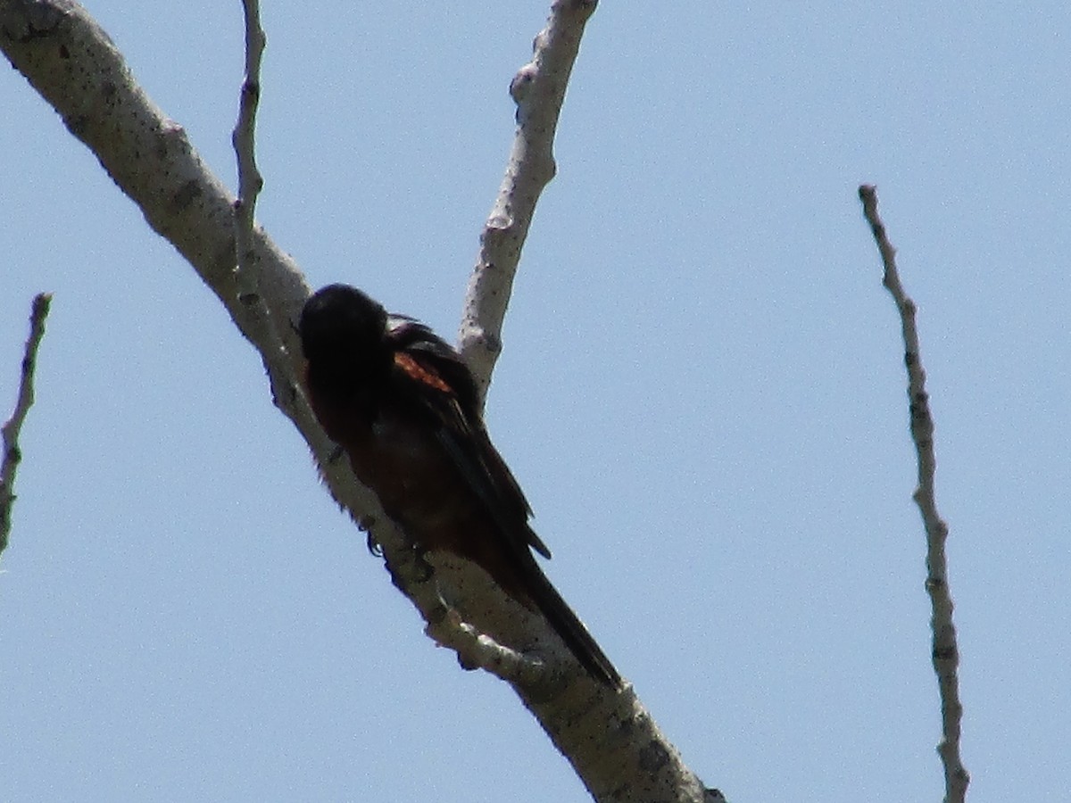 Orchard Oriole - ML595546421