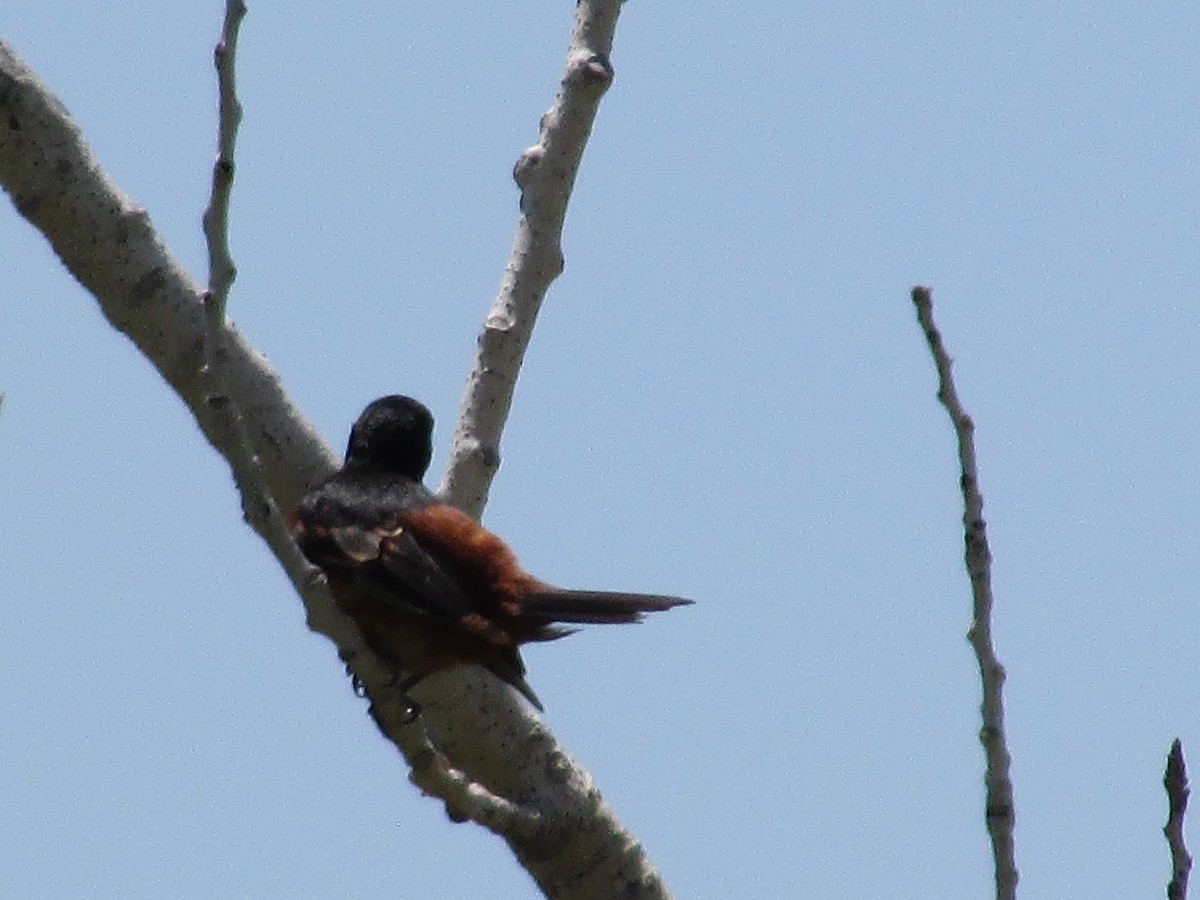 Orchard Oriole - ML595546461