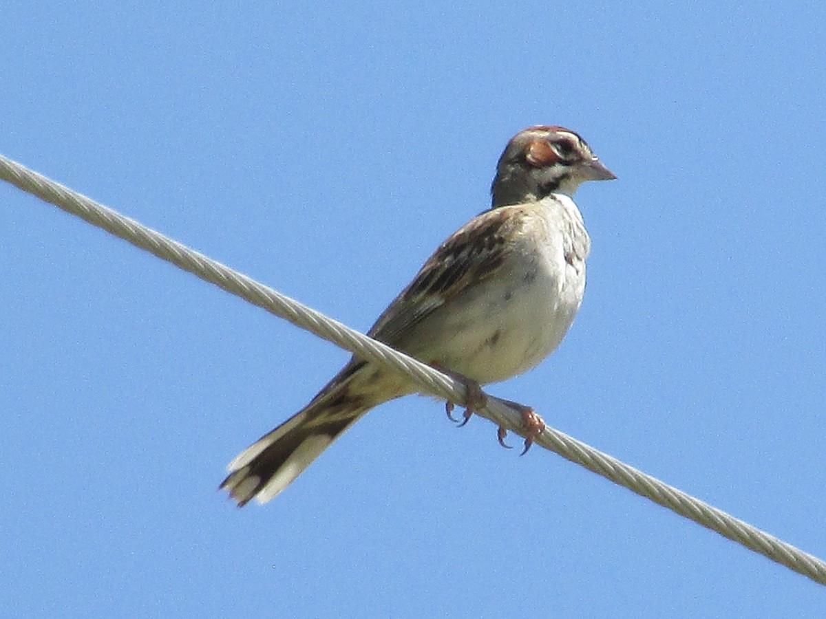 Lark Sparrow - Felice  Lyons