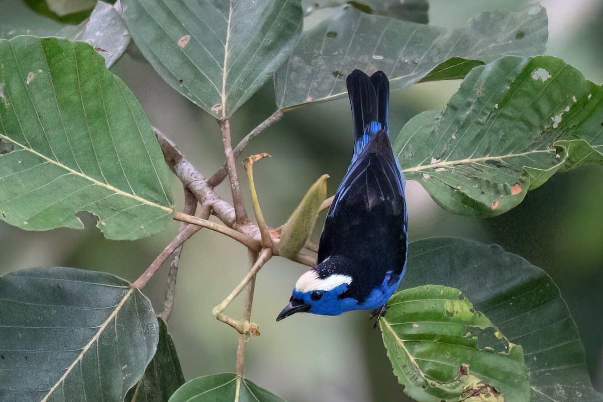Opal-crowned Tanager - ML595551331