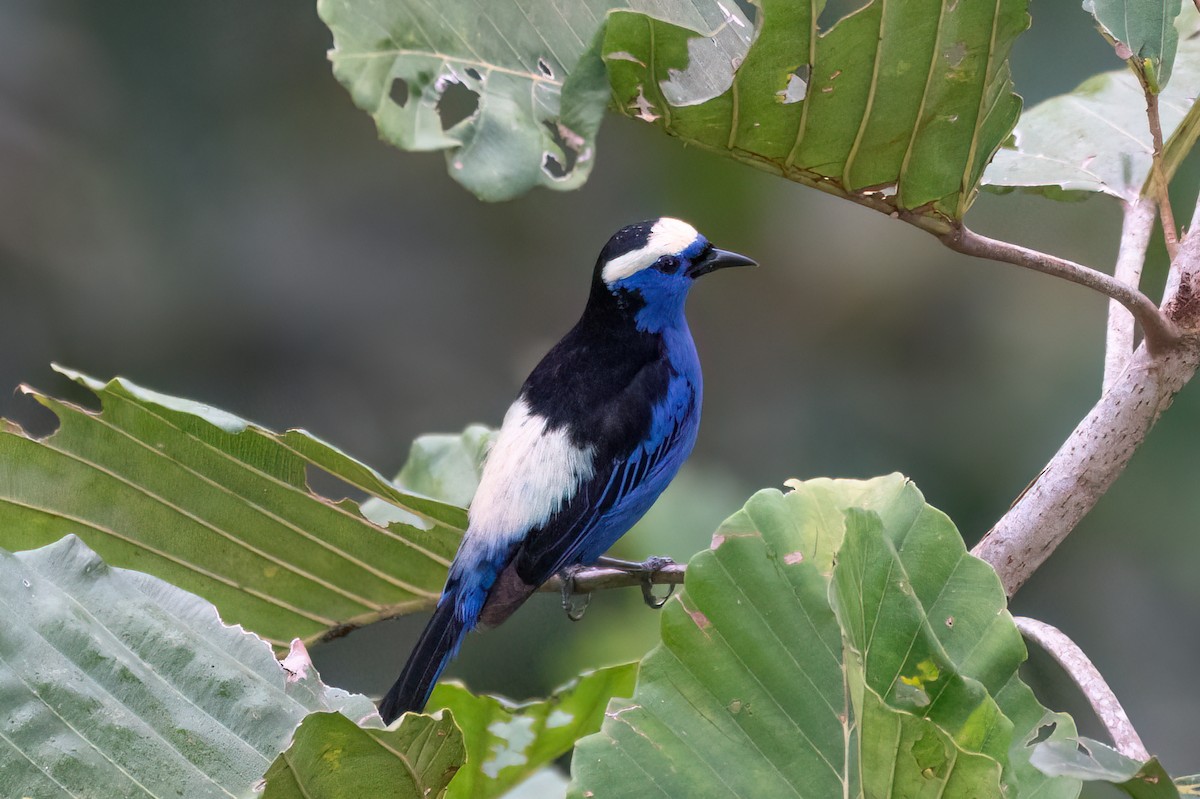 Opal-crowned Tanager - ML595551351