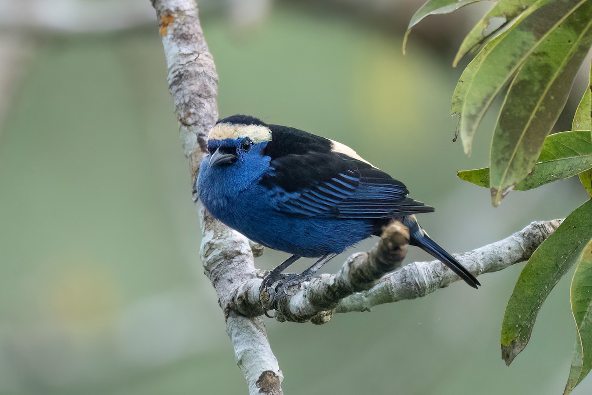 Opal-crowned Tanager - ML595551371