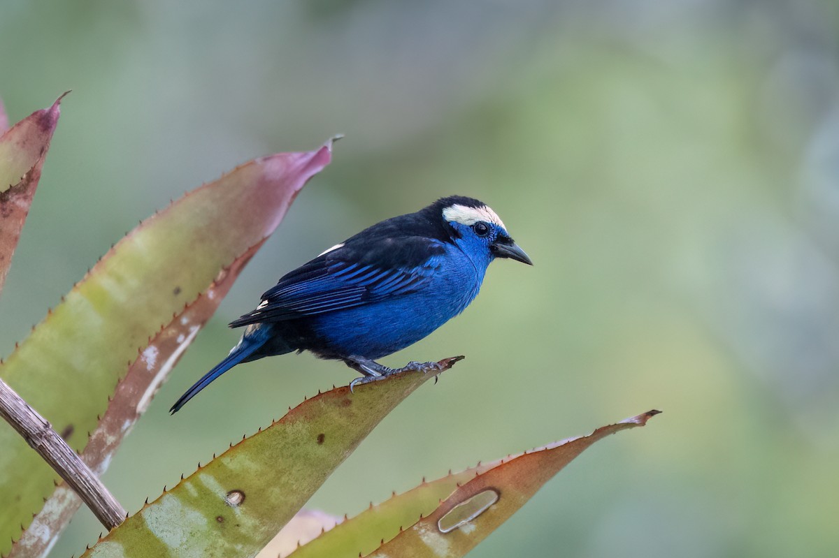 Opal-crowned Tanager - ML595551391