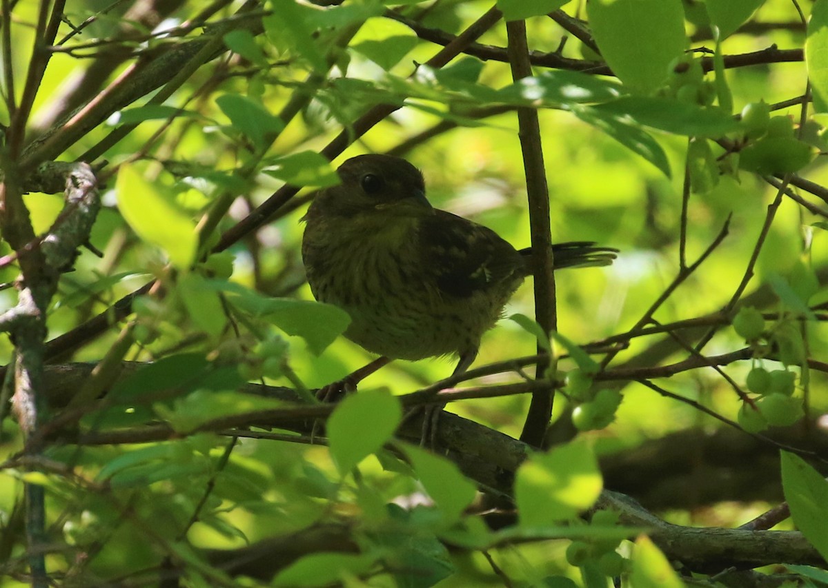 Eastern Towhee - ML595552461