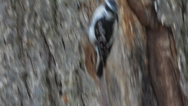 Downy Woodpecker - ML595552691