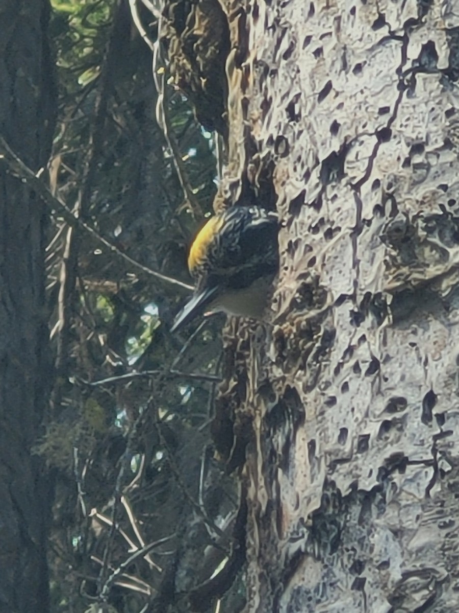 American Three-toed Woodpecker (Northwest) - ML595553141