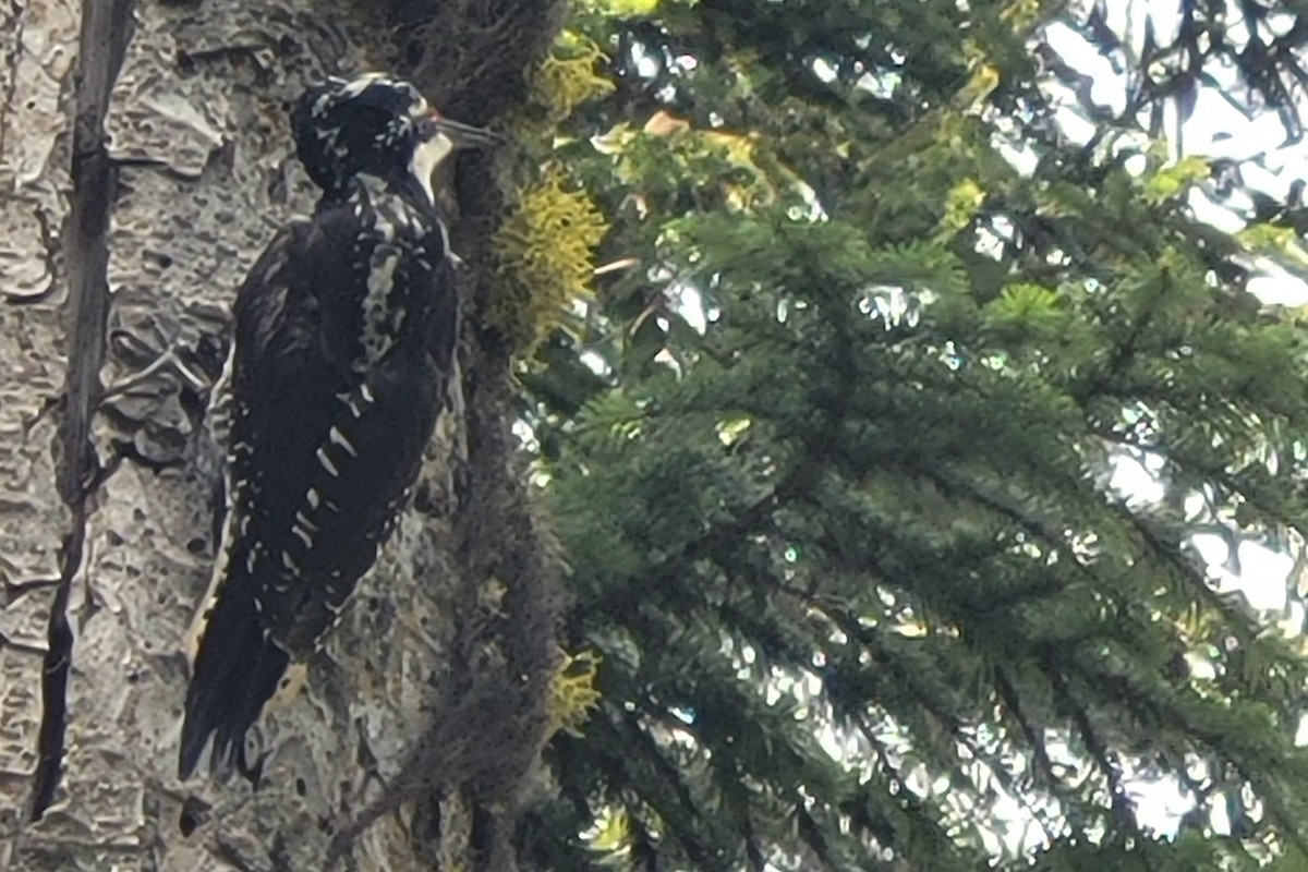 American Three-toed Woodpecker (Northwest) - Steve Myers
