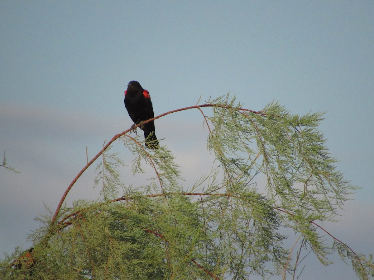 Red-winged Blackbird - ML595557161