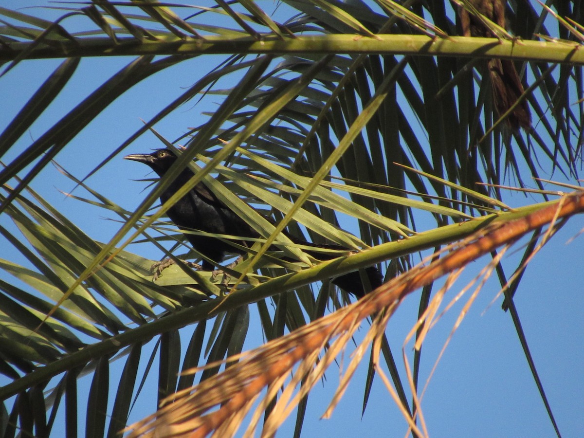 Great-tailed Grackle - ML595557791