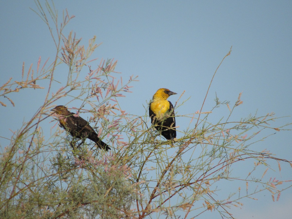 Yellow-headed Blackbird - ML595557981