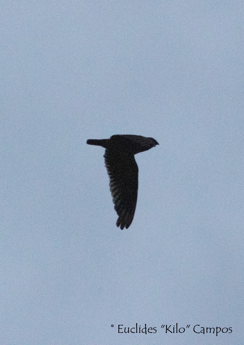 Short-tailed Nighthawk (Short-tailed) - Euclides "Kilo" Campos