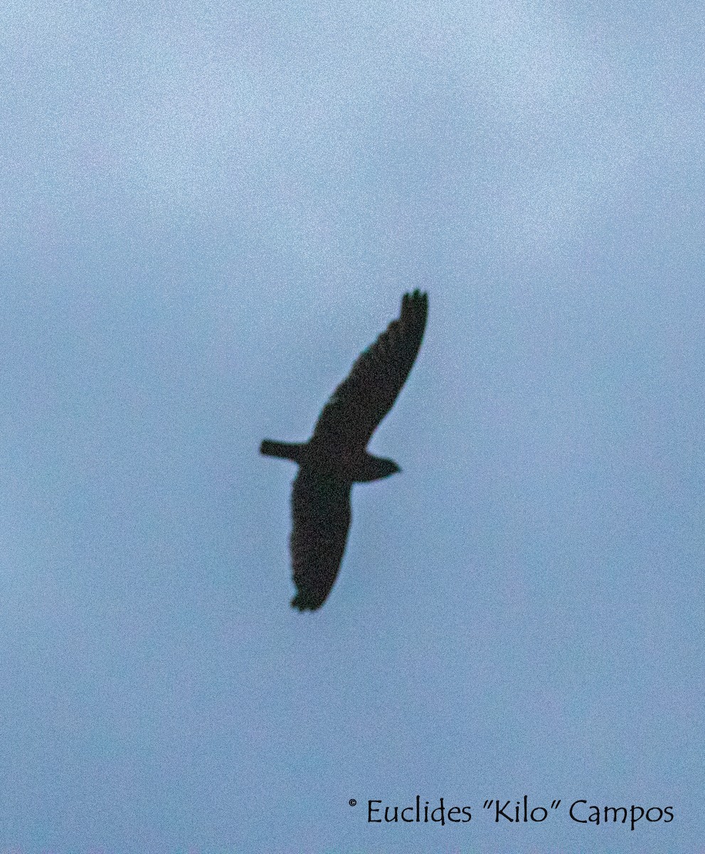Short-tailed Nighthawk (Short-tailed) - ML595558241
