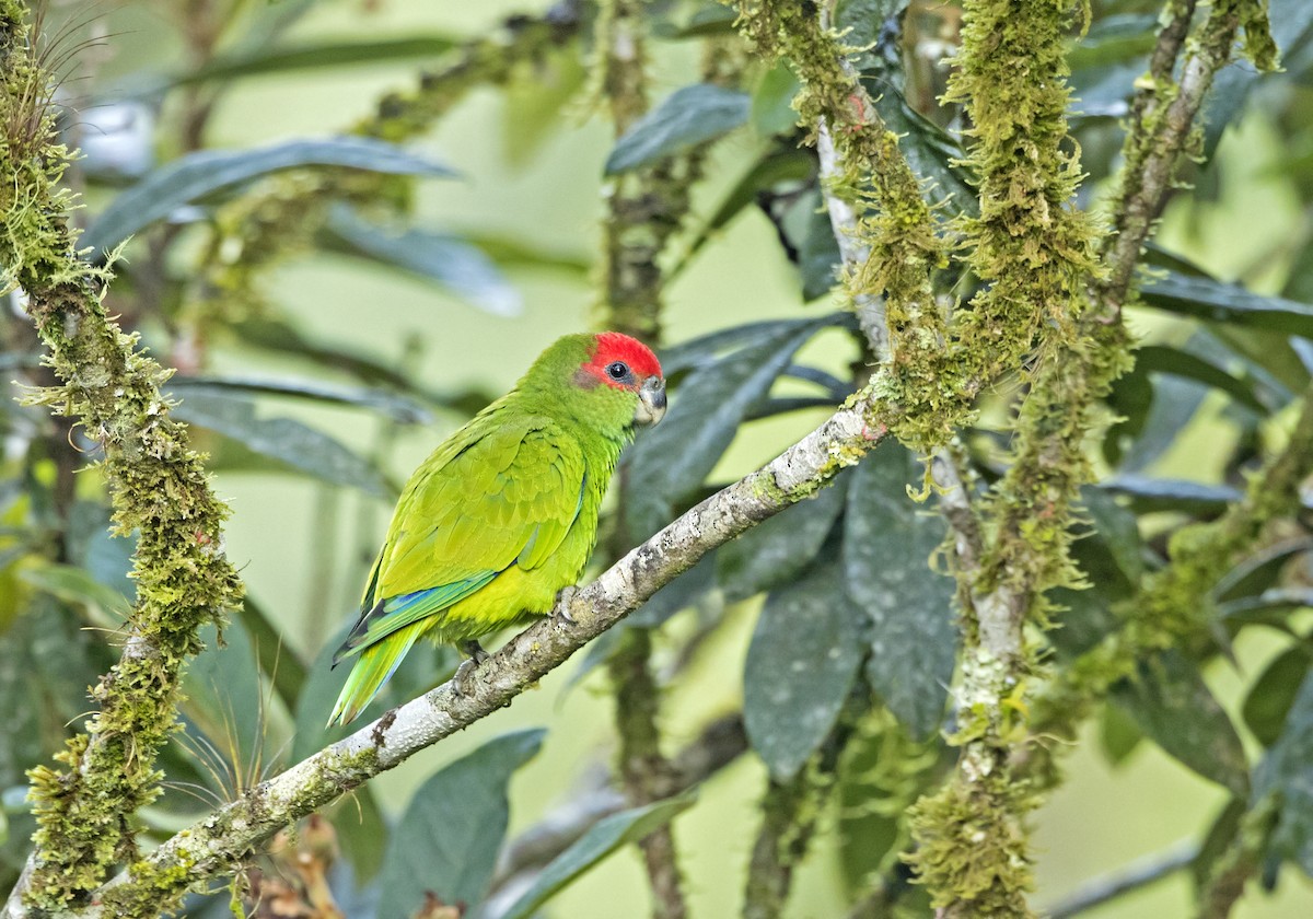 Pileated Parrot - ML59555861