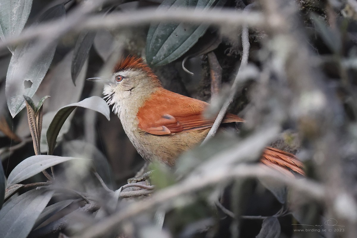 Marcapata Spinetail - ML595560571
