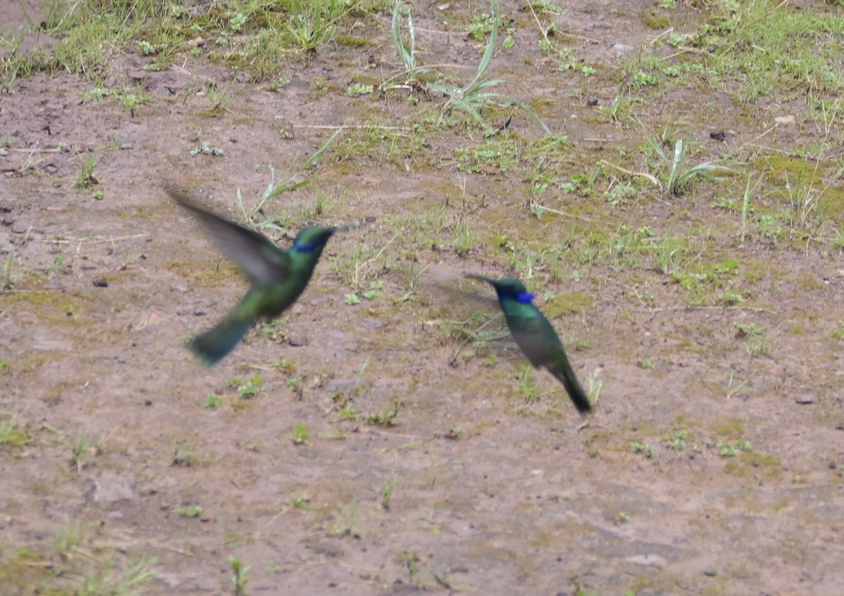 kolibřík modrolící - ML595568381