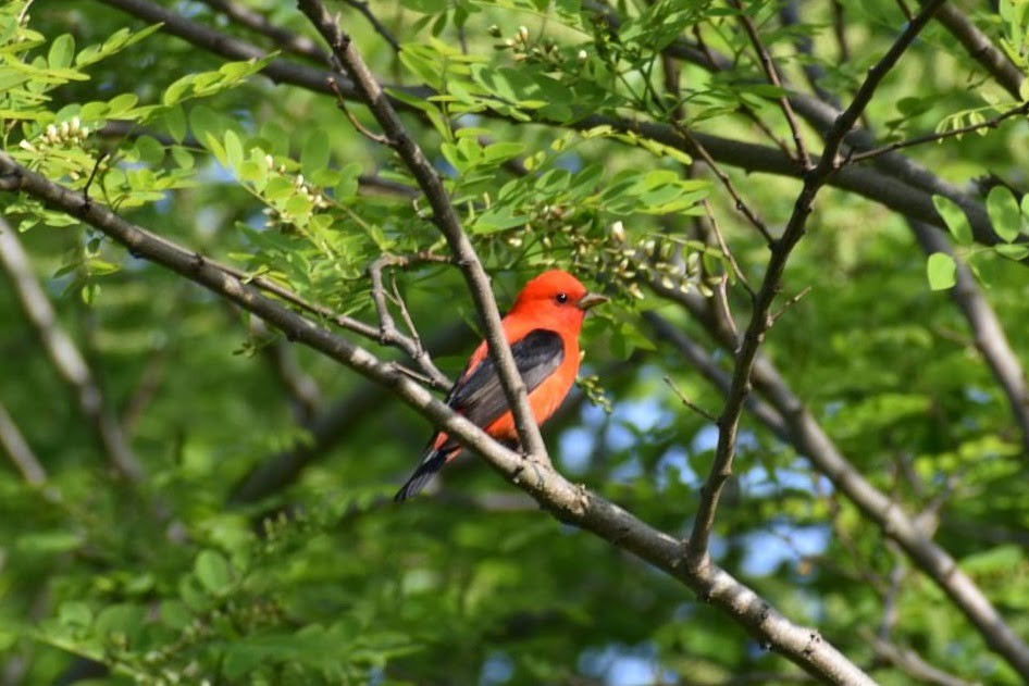 Scarlet Tanager - ML595570631
