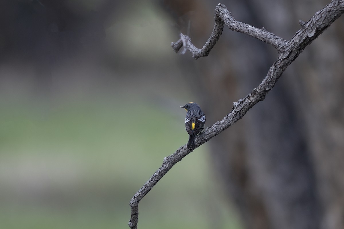 Yellow-rumped Warbler (Audubon's) - ML595571321