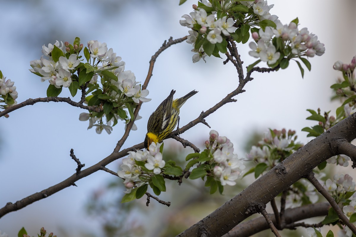 Cape May Warbler - ML595571931