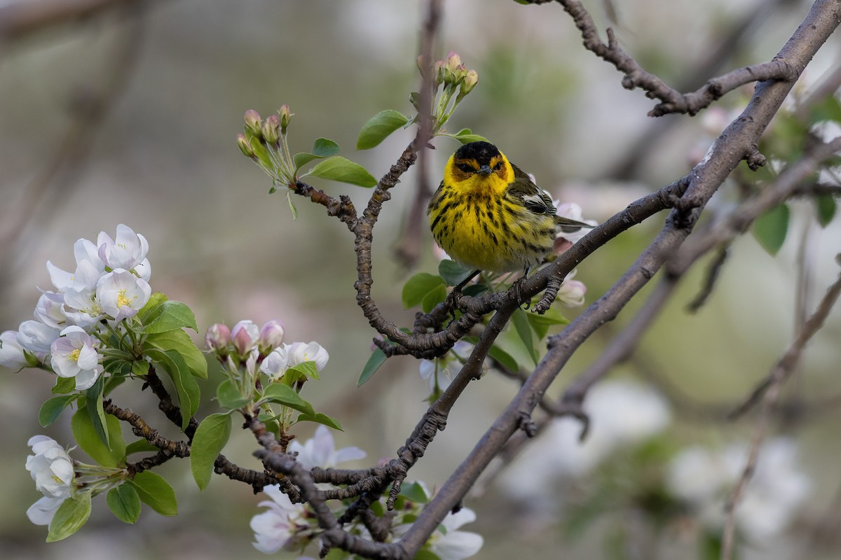 Cape May Warbler - ML595571941