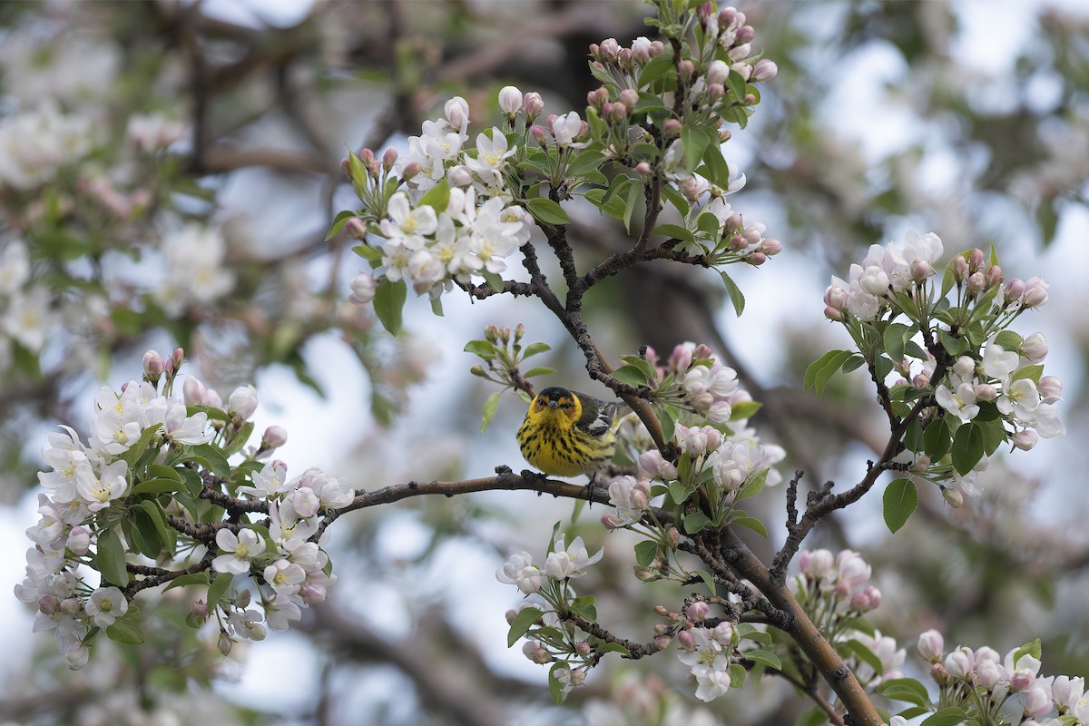 Cape May Warbler - ML595571951