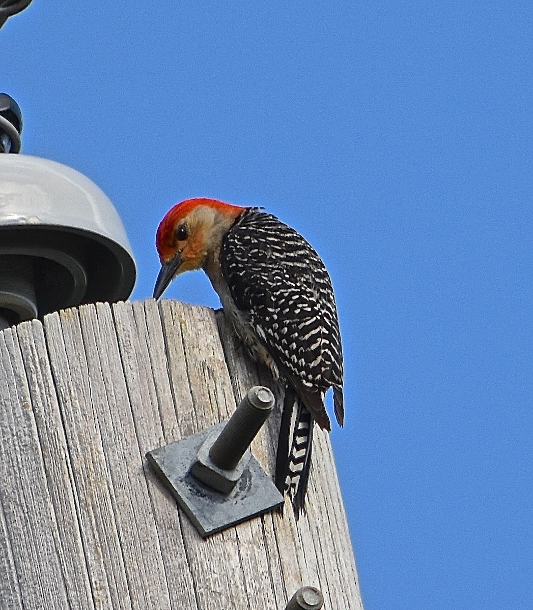 Red-bellied Woodpecker - Michael Brower