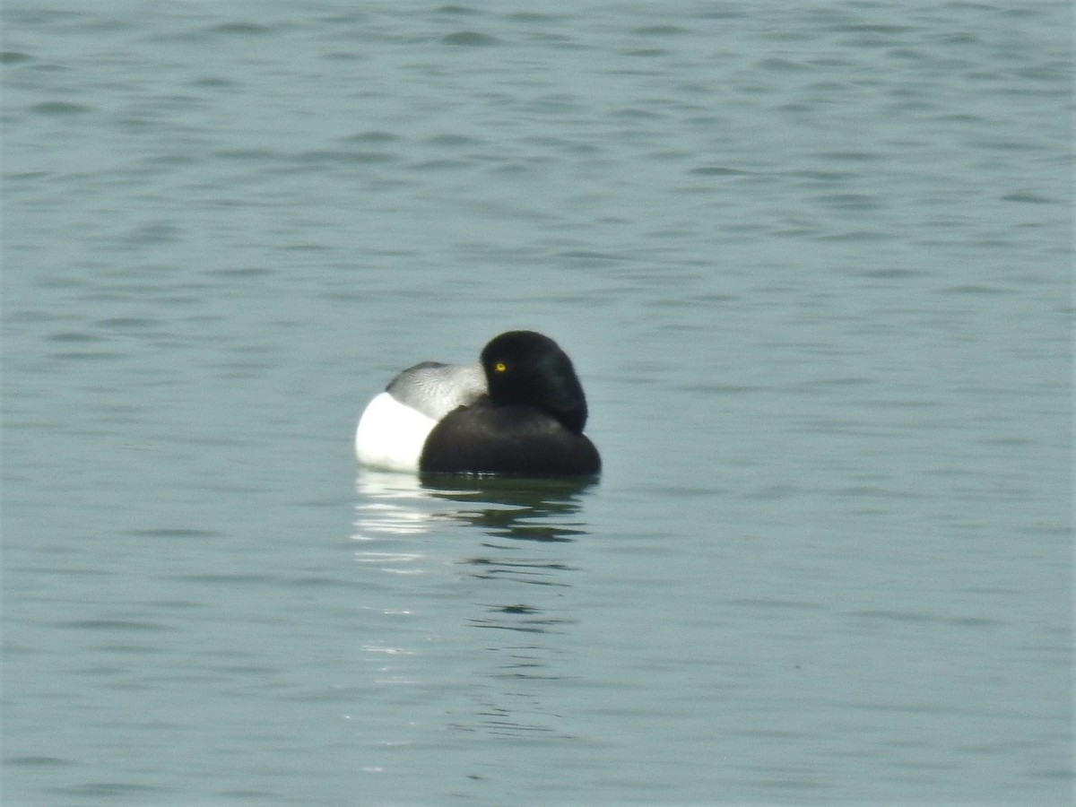 Greater Scaup - Allison Zhang