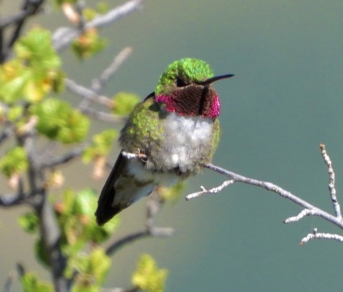 Broad-tailed Hummingbird - ML595580511
