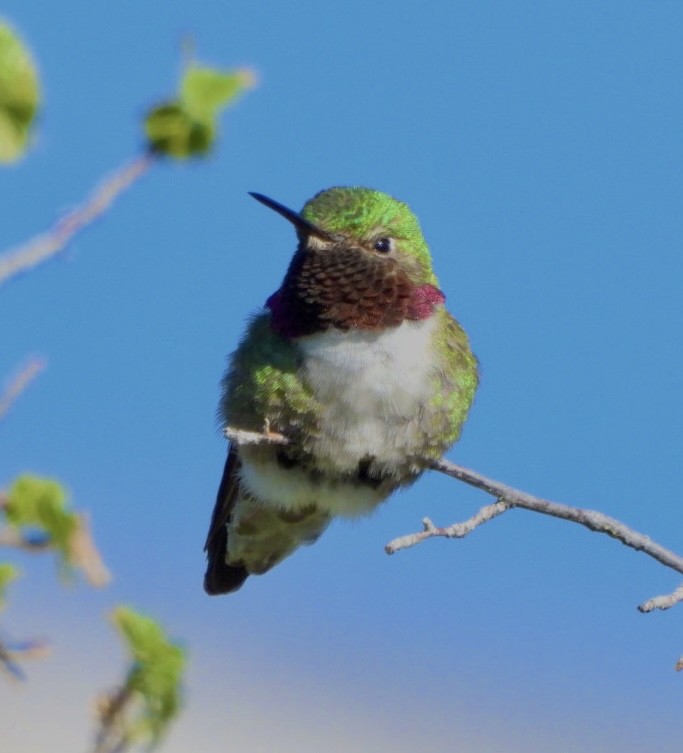 Broad-tailed Hummingbird - ML595580521