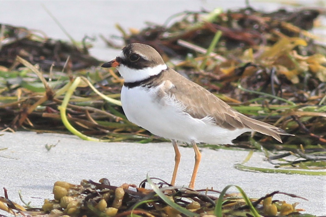 Semipalmated Plover - ML595581041