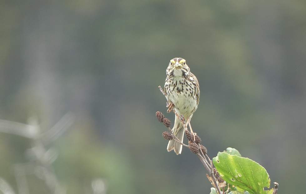 Savannah Sparrow - ML595582881