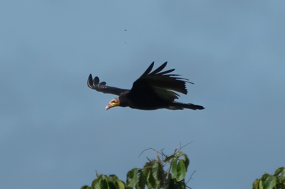 Greater Yellow-headed Vulture - ML595583041