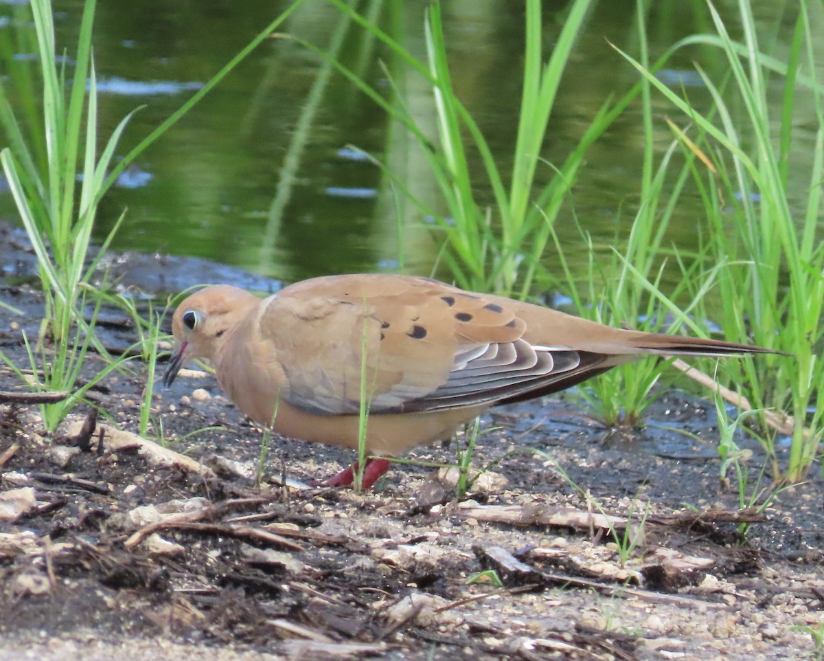 eBird Checklist 19 Jul 2023 New Vandergrift Road 13 species