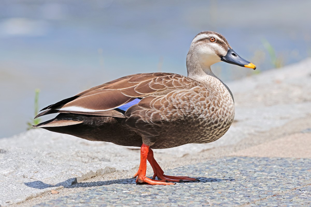 Eastern Spot-billed Duck - ML595588391