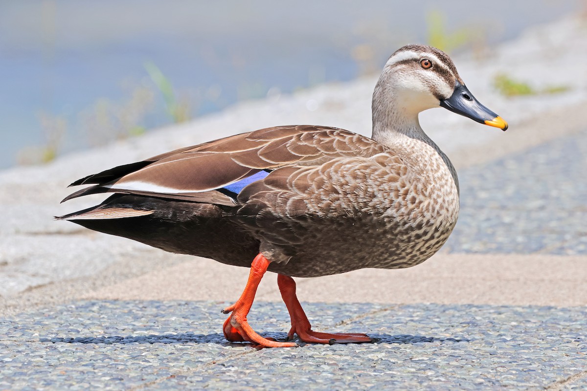Eastern Spot-billed Duck - ML595588831