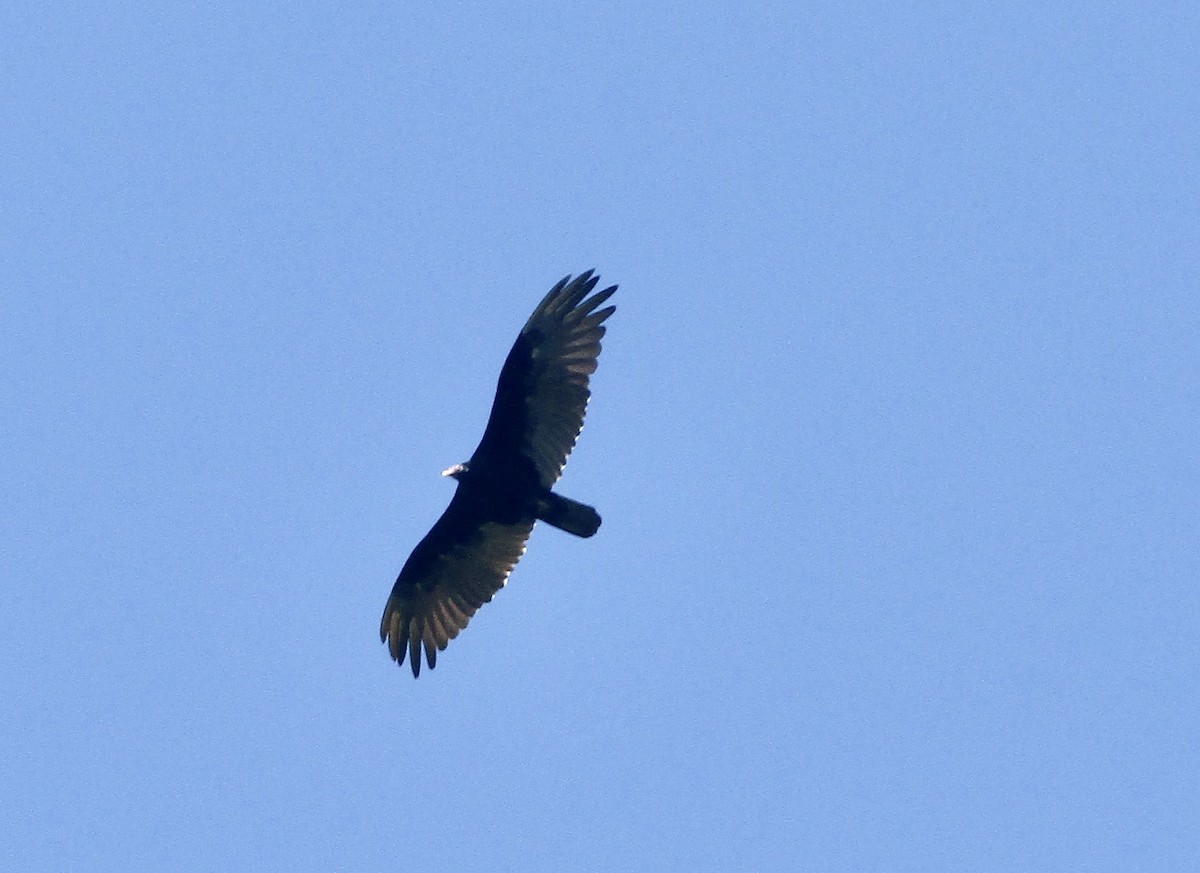 Turkey Vulture - ML595589711