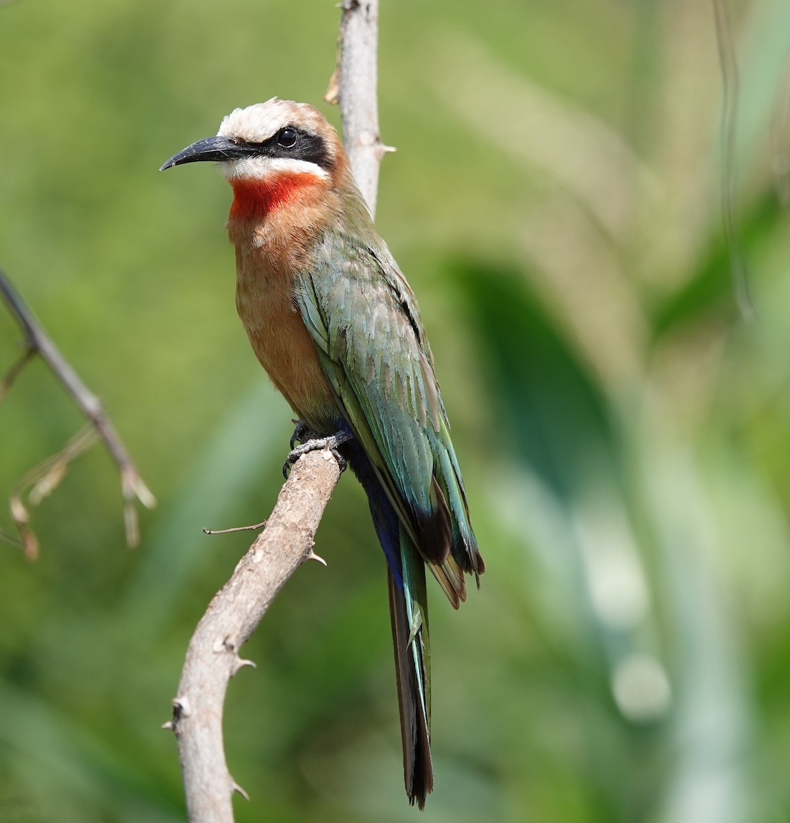 White-fronted Bee-eater - ML595589921