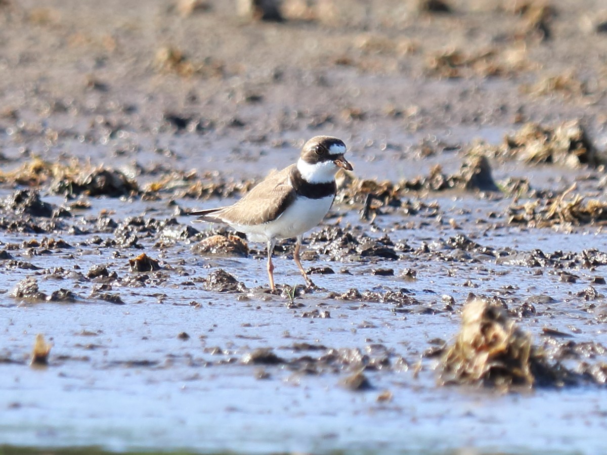 Semipalmated Plover - ML59559011