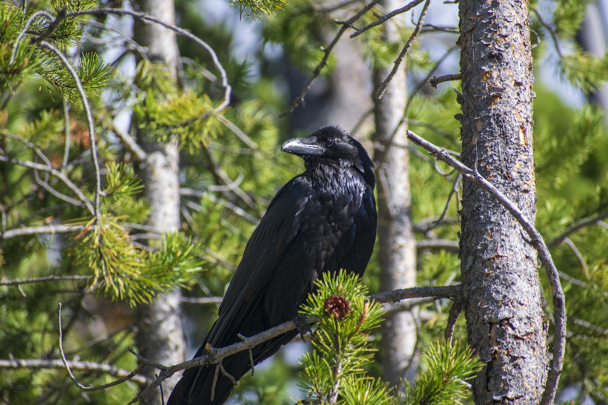 Common Raven - ML595590161