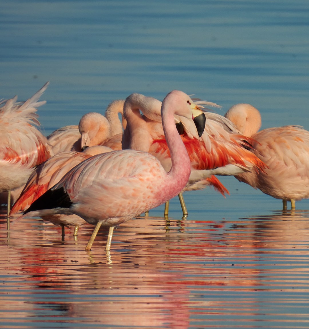 Andean Flamingo - ML595591961