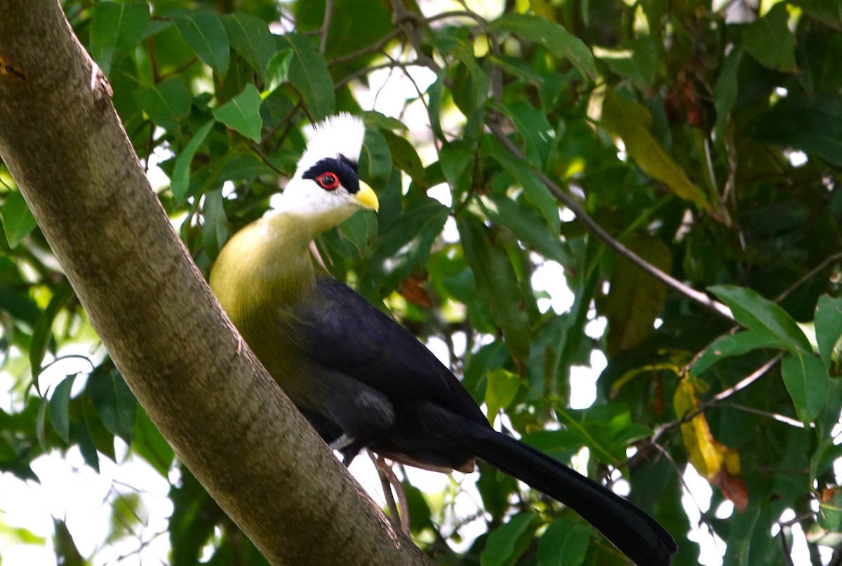 White-crested Turaco - ML595593251