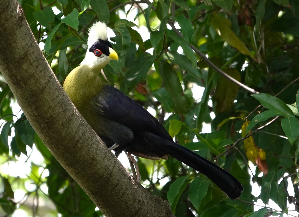 White-crested Turaco - ML595593261