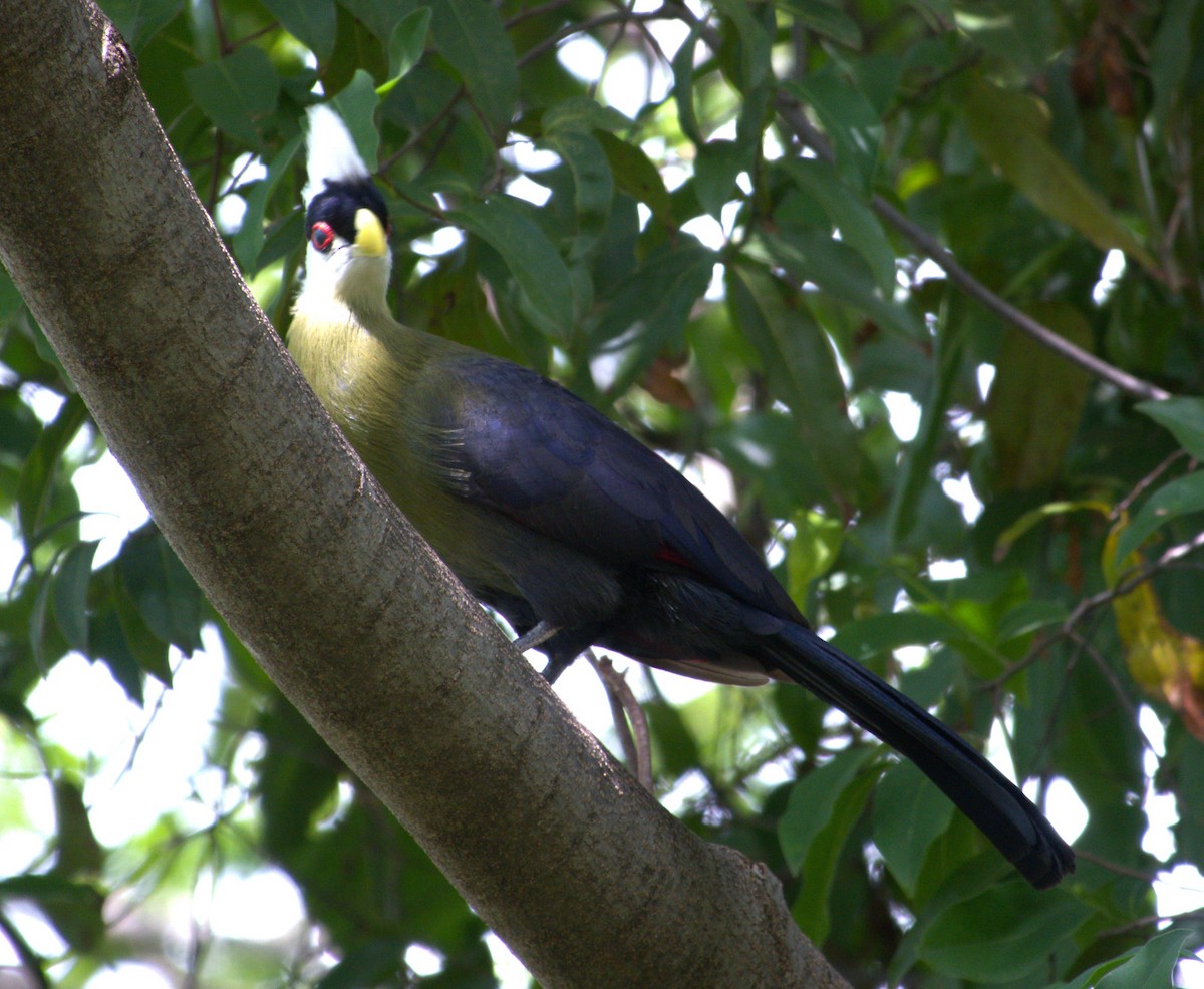 White-crested Turaco - ML595593271