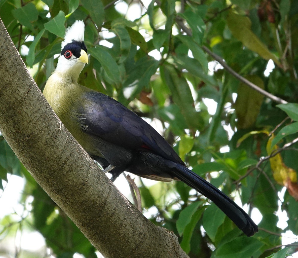 White-crested Turaco - ML595593281