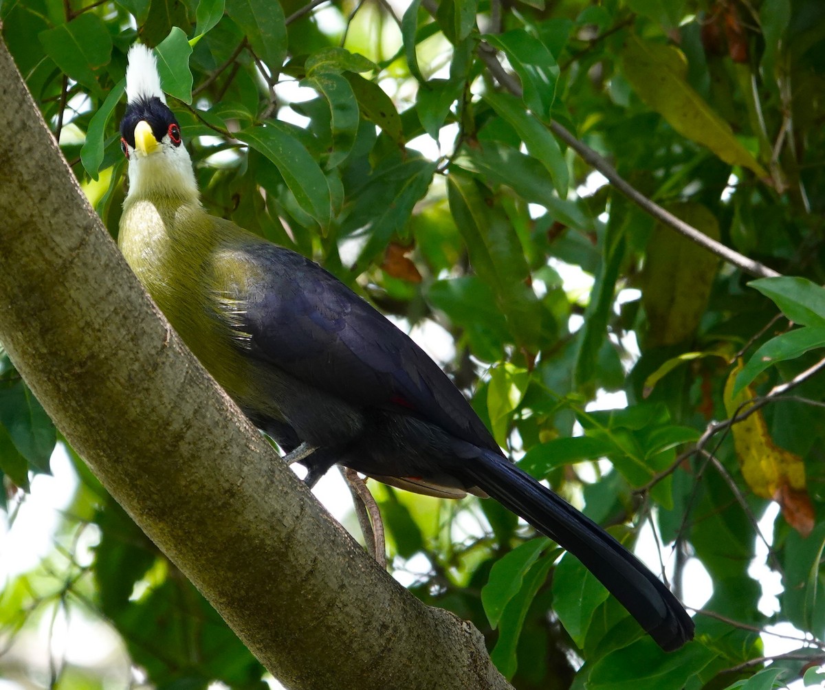 White-crested Turaco - ML595593291