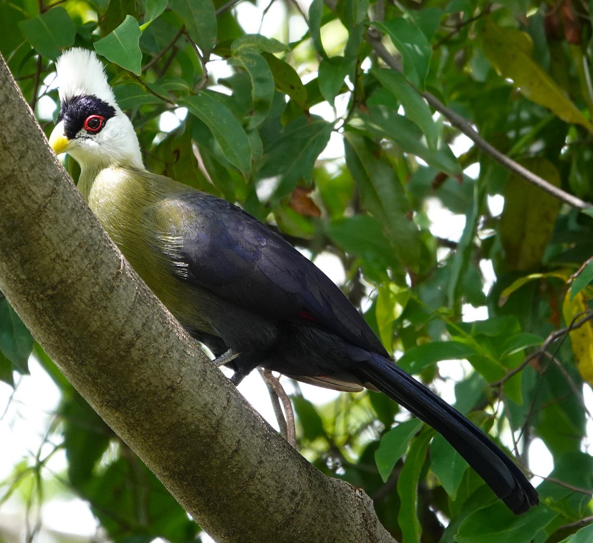 White-crested Turaco - ML595593301