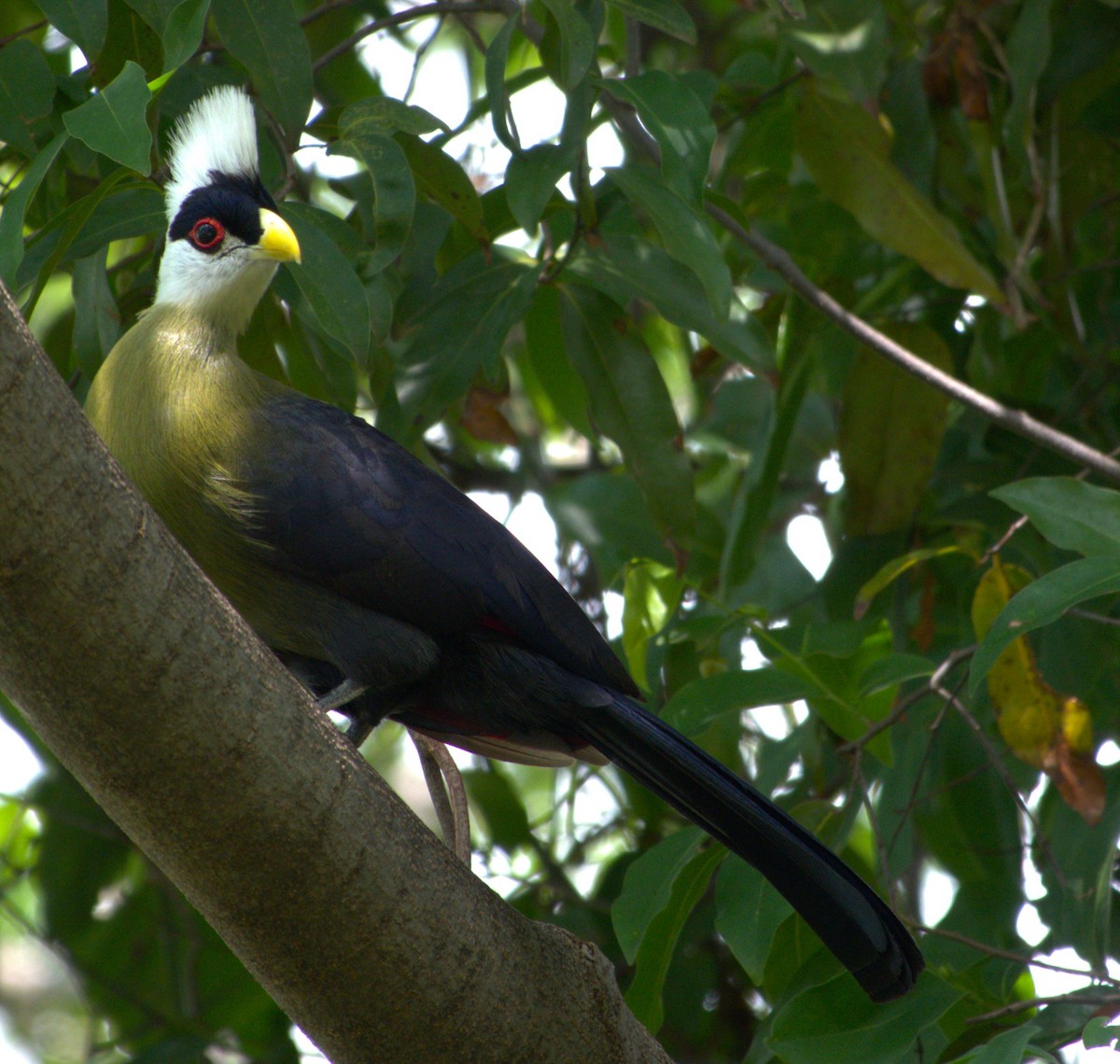 White-crested Turaco - ML595593311