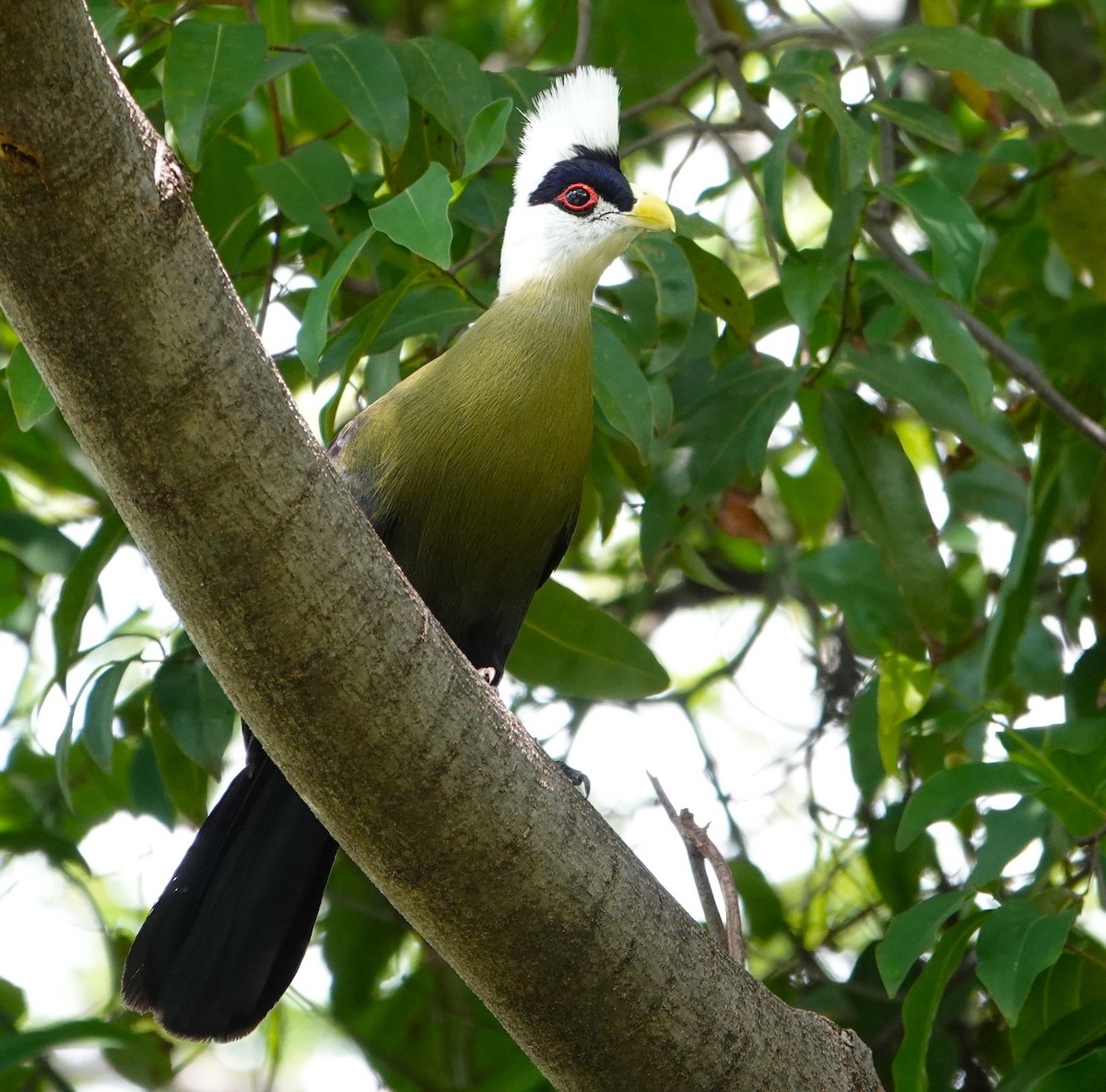 White-crested Turaco - ML595593331