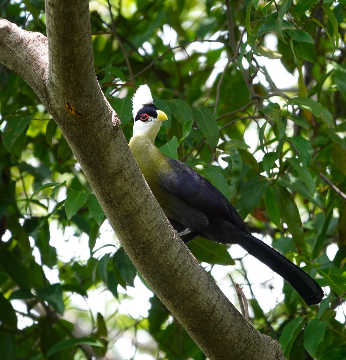 White-crested Turaco - ML595593341