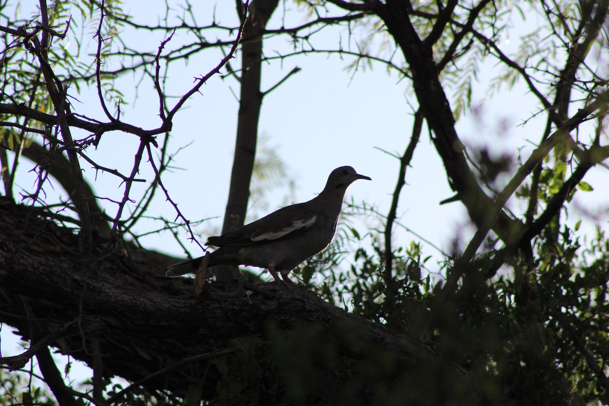 White-winged Dove - ML595593571