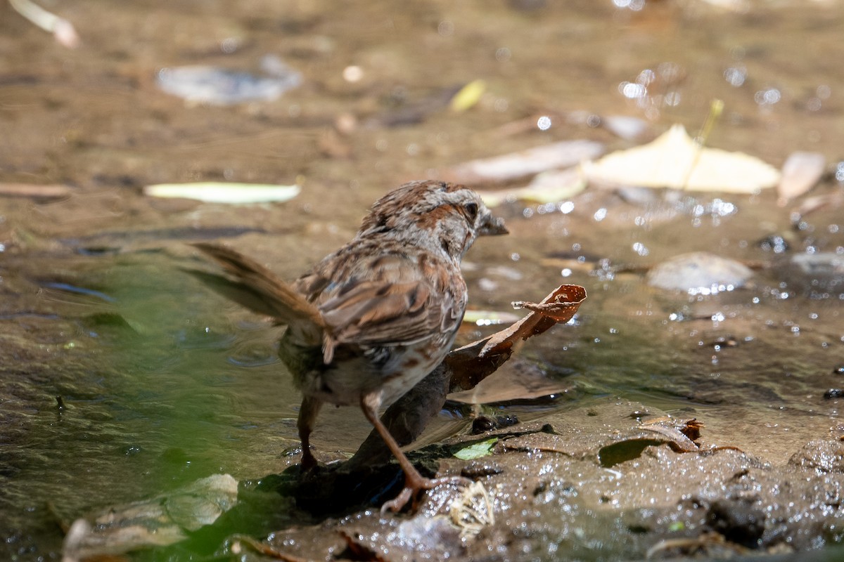 Song Sparrow (fallax Group) - ML595598441